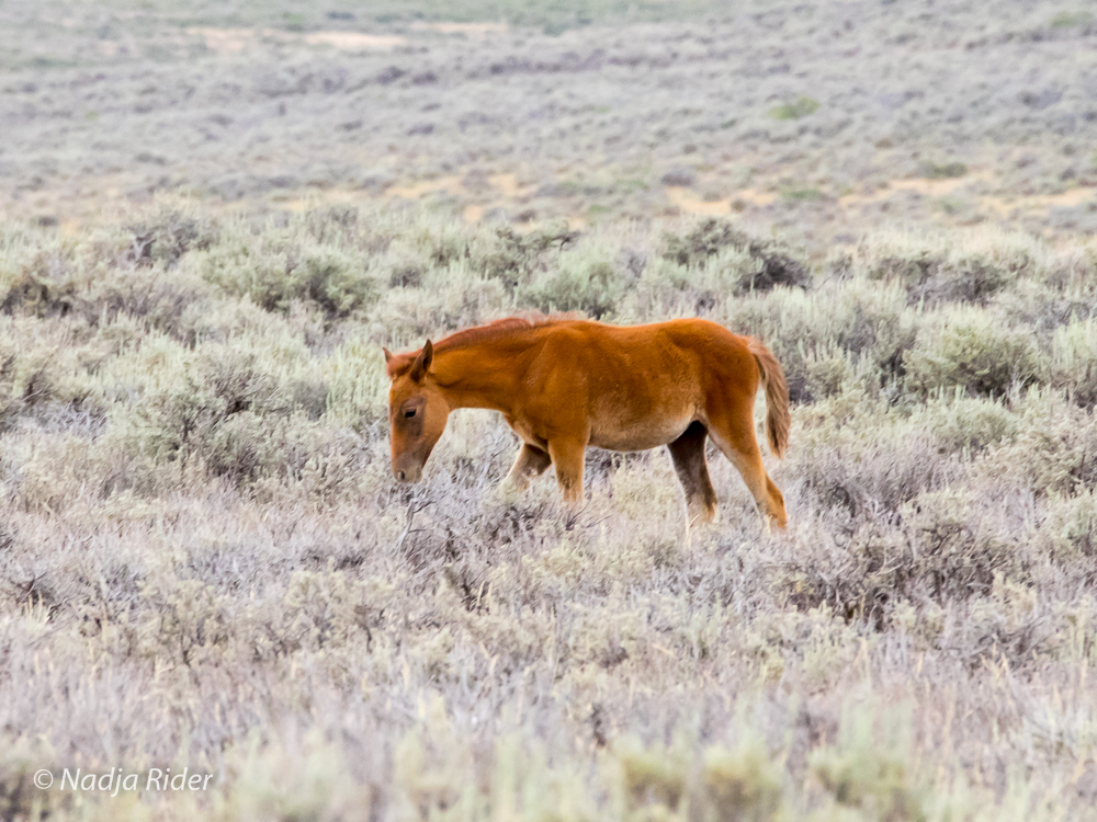 Wild Horses of Sand Wash Basin in northwest Colorado